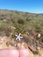 Image of Wahlenbergia rubens (H. Buek) Lammers