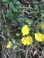 Image of spring cinquefoil