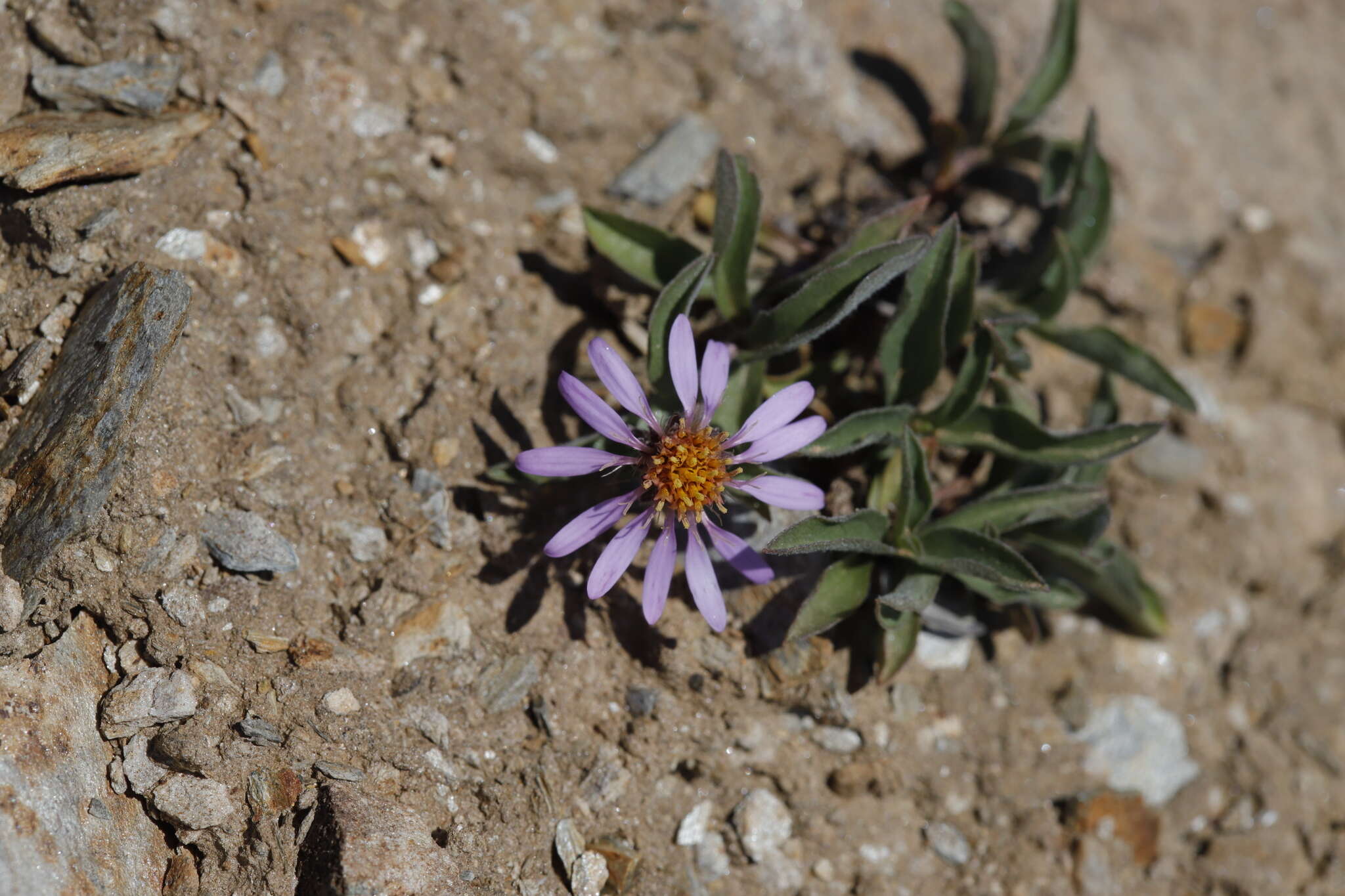 Eurybia merita (A. Nels.) G. L. Nesom resmi