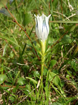 Image of arctic gentian