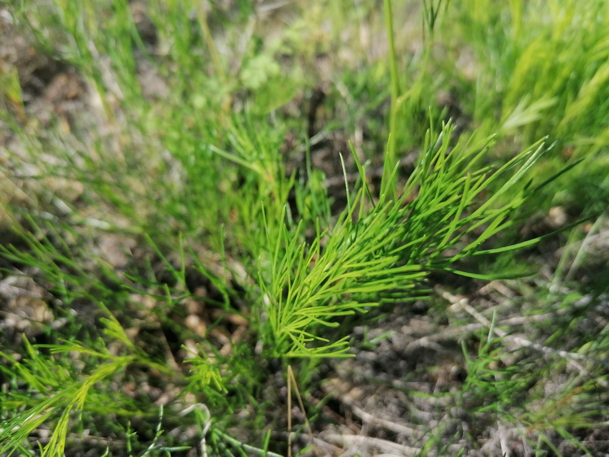 Image of Filifolium sibiricum (L.) Kitam.