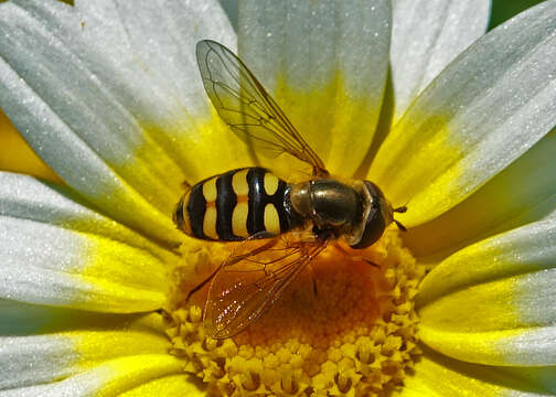 Image de Eupeodes fumipennis (Thomson 1869)