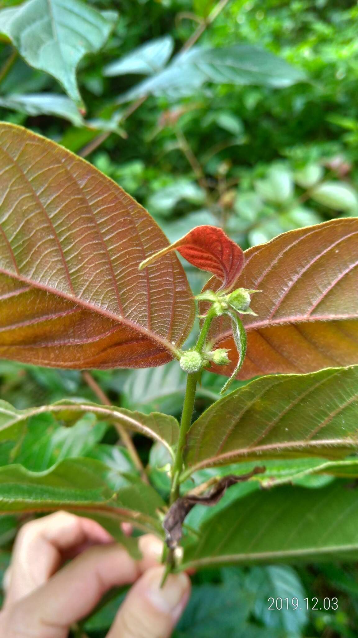 Image of Uncaria hirsuta Havil.