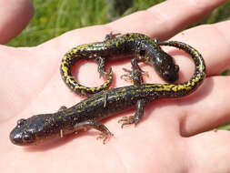 Image of Ambystoma macrodactylum sigillatum Ferguson 1961