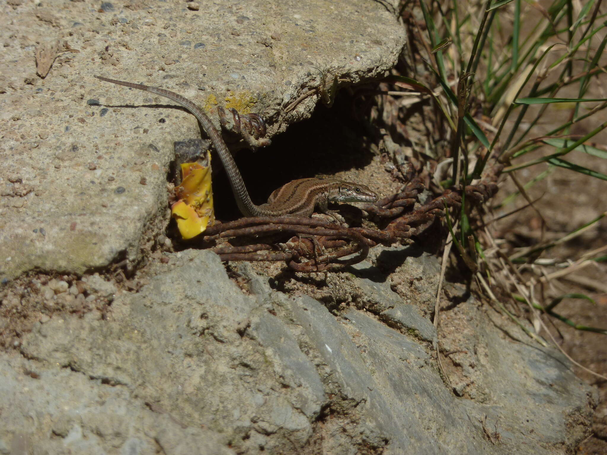 Image of Columbretes Wall Lizard