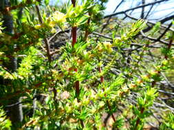 Image of Anthospermum spathulatum Spreng.