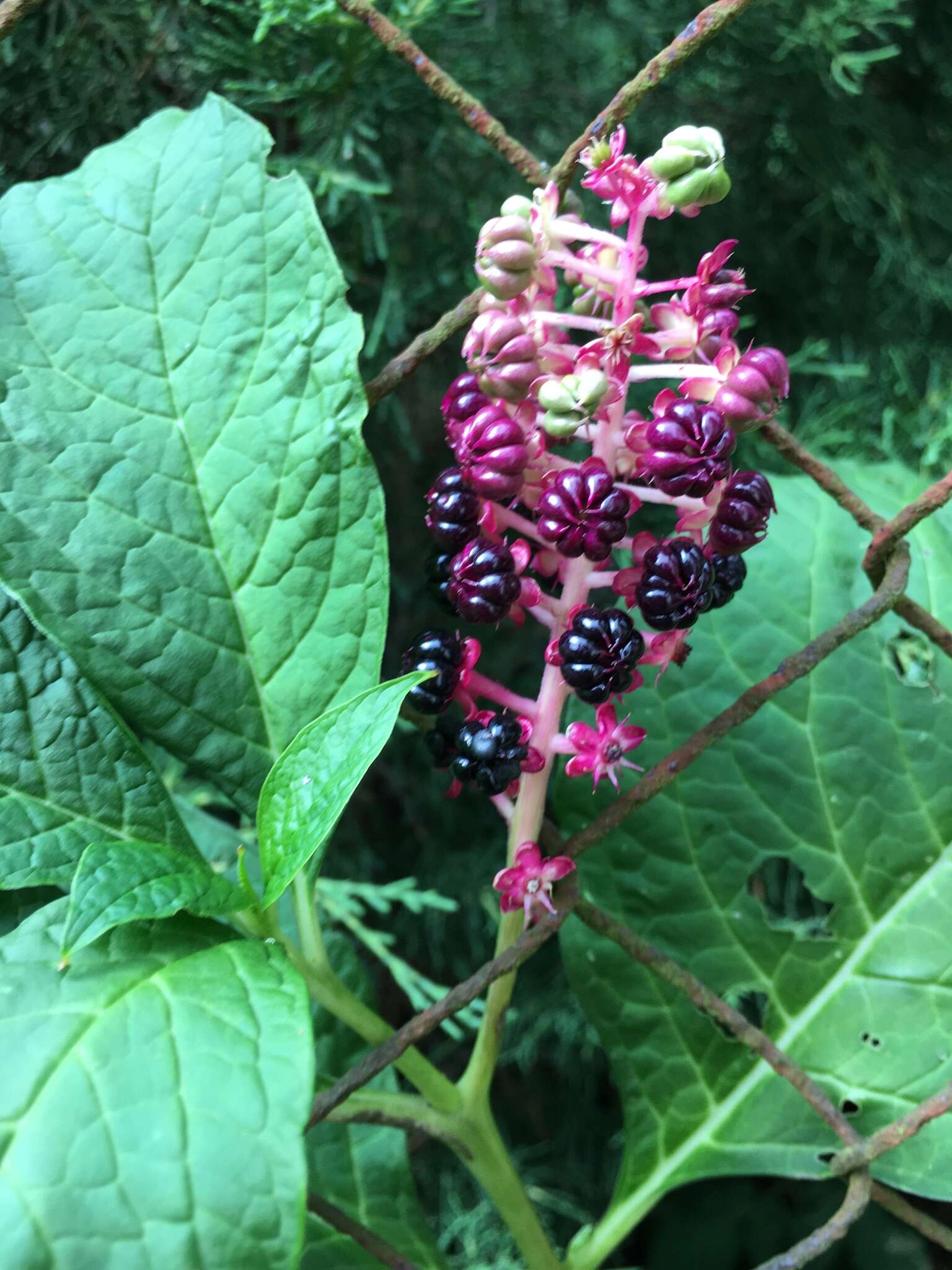 Image of Phytolacca acinosa Roxb.