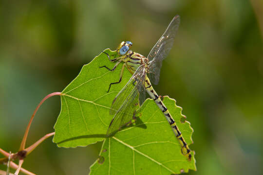 Image of Stylurus intricatus (Hagen ex Selys 1858)