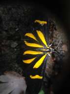 Image of Cyllopoda claudicula Dalman 1823