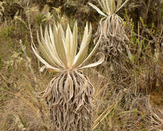 Image of Espeletia grandiflora Humb. & Bonpl.