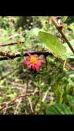 Image of Mutisia coccinea A. St. Hil.