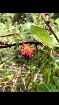 صورة Mutisia coccinea A. St. Hil.