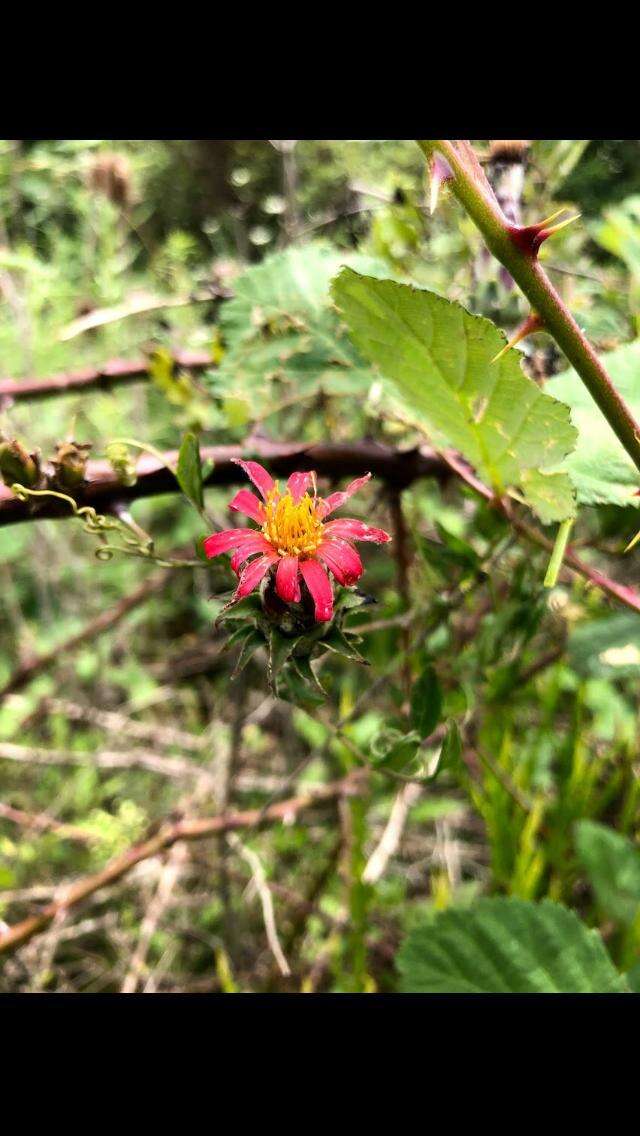 Image of Mutisia coccinea A. St. Hil.