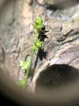 Image of Weak Stellate Sedge