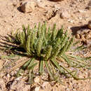 Image de Plantago crypsoides Boiss.