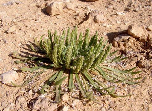 صورة Plantago crypsoides Boiss.