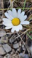 Слика од Leucanthemum halleri (Suter) Polatschek