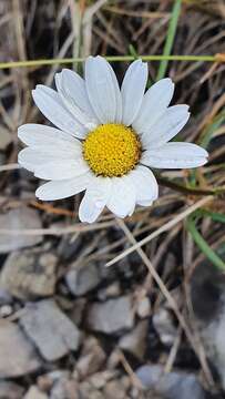 Image of Leucanthemum halleri (Suter) Polatschek