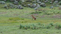 Image of Ethiopian wolf