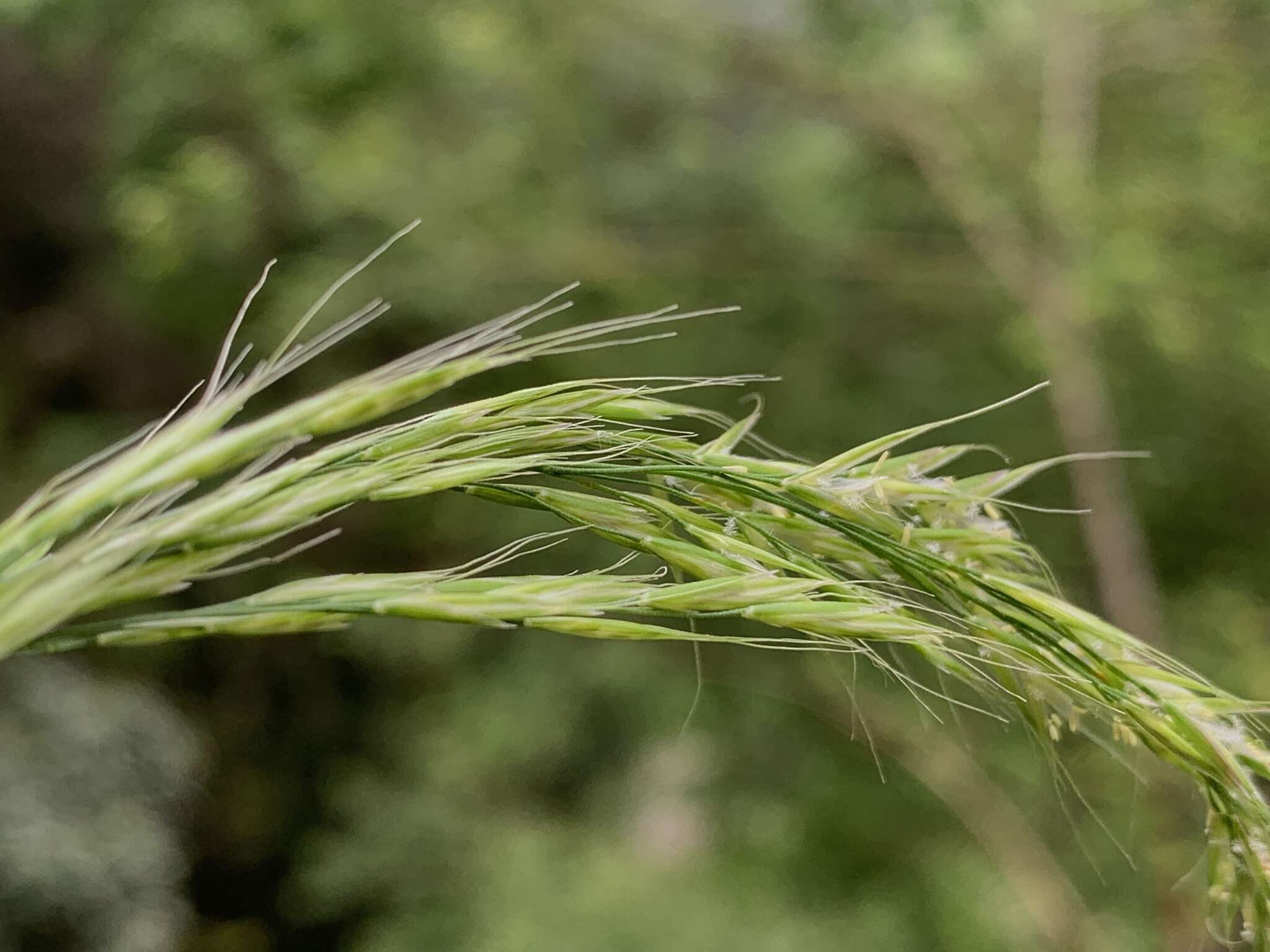 Image of Trisetum bifidum (Thunb.) Ohwi