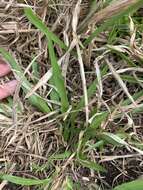 Image of Big Carpet Grass