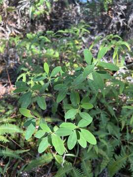 Imagem de Euphorbia atrococca A. Heller