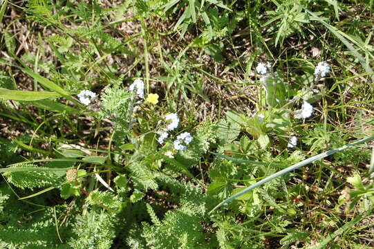 Image of Myosotis alpestris subsp. alpestris