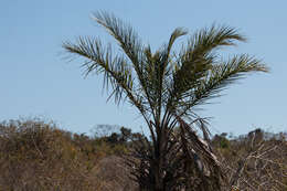 Imagem de Syagrus coronata (Mart.) Becc.