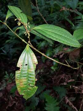 Image of Miconia laxivenula (Wurdack) Gamba & Almeda