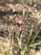 Imagem de Calochilus gracillimus Rupp