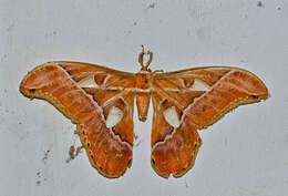 Image of Rothschildia hesperus (Linnaeus 1758)