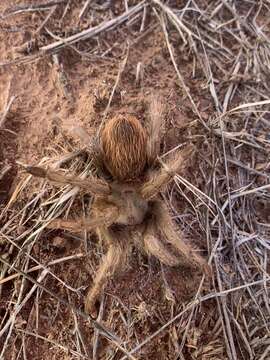 Image de Aphonopelma peloncillo Hamilton, Hendrixson & Bond 2016