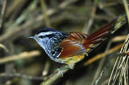 Image of Rufous-tailed Antbird