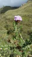 Image of Junellia juniperina (Lag.) Moldenke