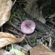 Image of Leucoagaricus roseilividus (Murrill) E. Ludw. 2012