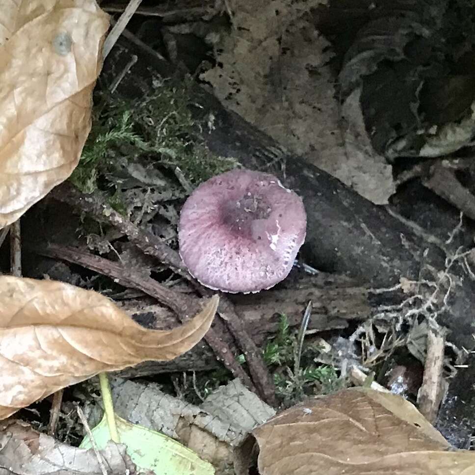 Image of Leucoagaricus roseilividus (Murrill) E. Ludw. 2012