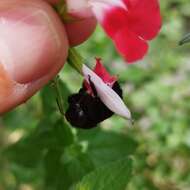 Plancia ëd Xylocopa tabaniformis melanosoma O'Brien & Hurd 1963