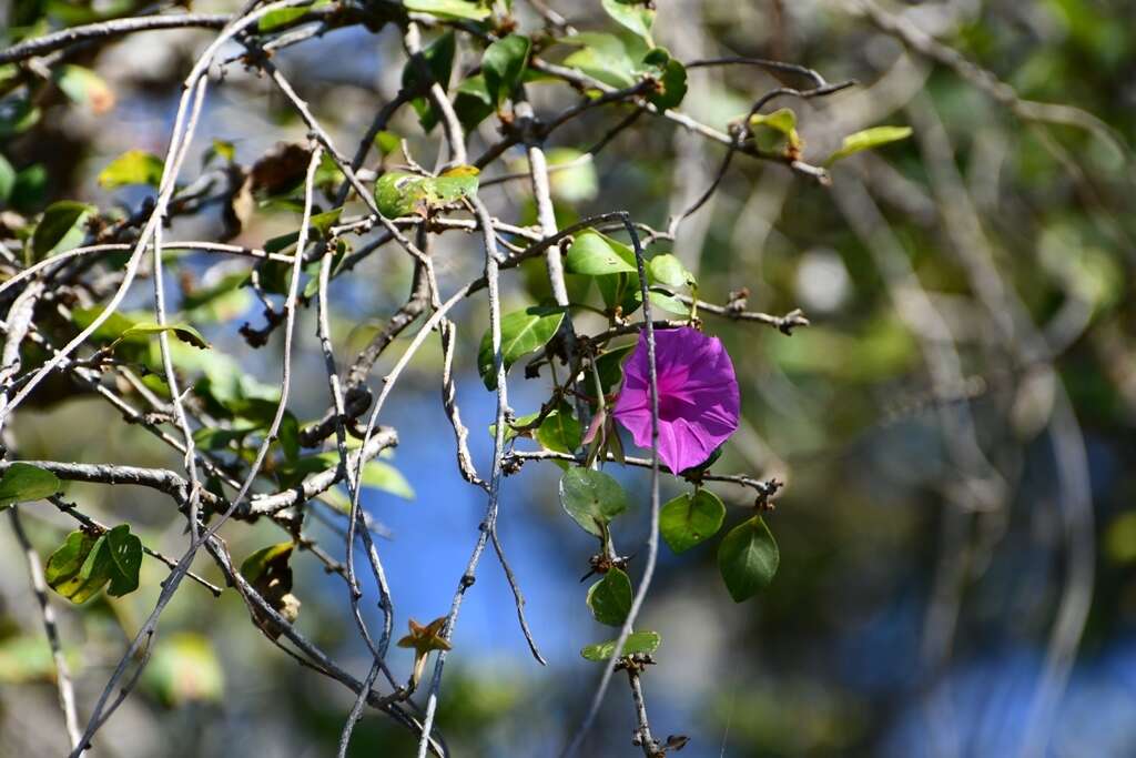 Image of Ipomoea bernoulliana Peter