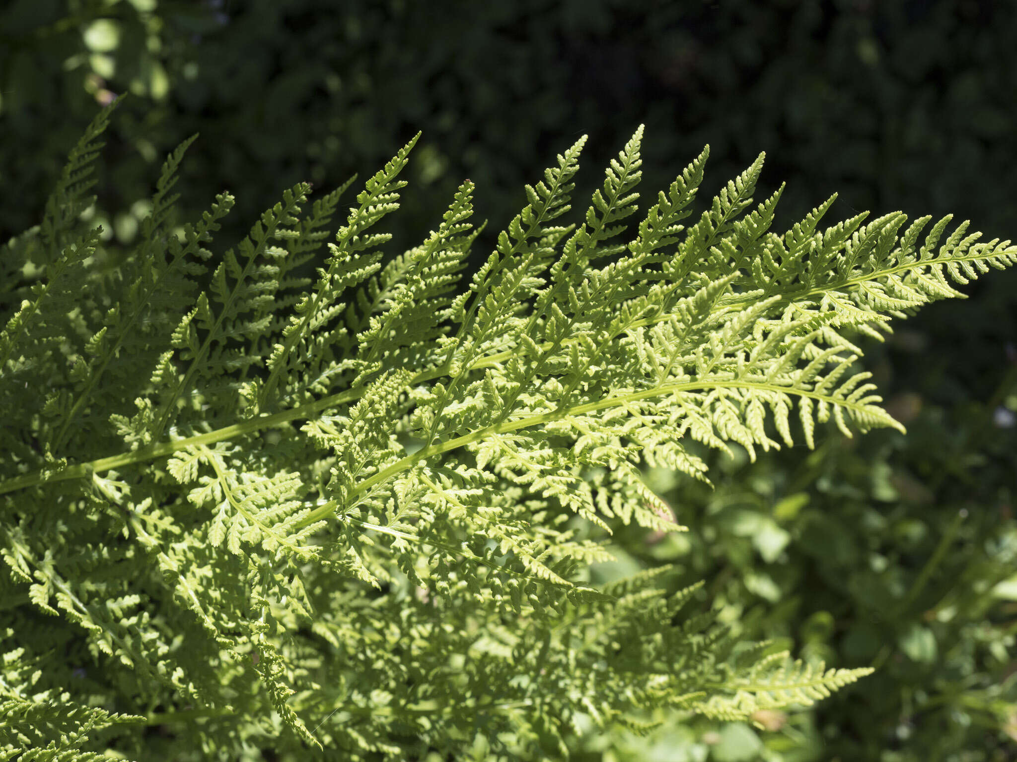 Image of American Alpine Lady Fern