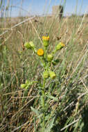 Image of Senecio carpetanus Boiss. & Reut.