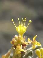 Image of sulphur-flower buckwheat