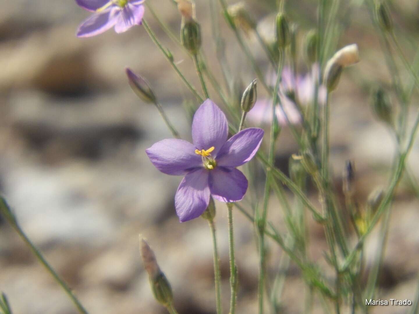 Image of Stewart's gilia