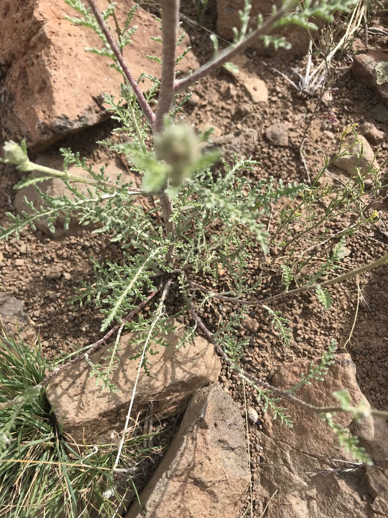 Sivun <i>Chaenactis <i>douglasii</i></i> var. douglasii kuva