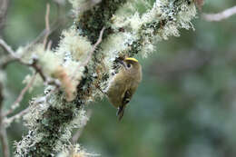 Image de Regulus regulus azoricus Seebohm 1883