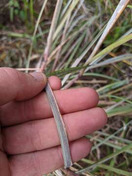 Andropogon cretaceus的圖片