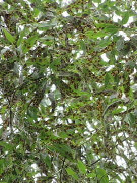 Salix amygdaloides Anderss. resmi