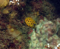 Image of Yellow boxfish