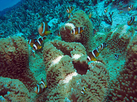 Image of Maroon clownfish