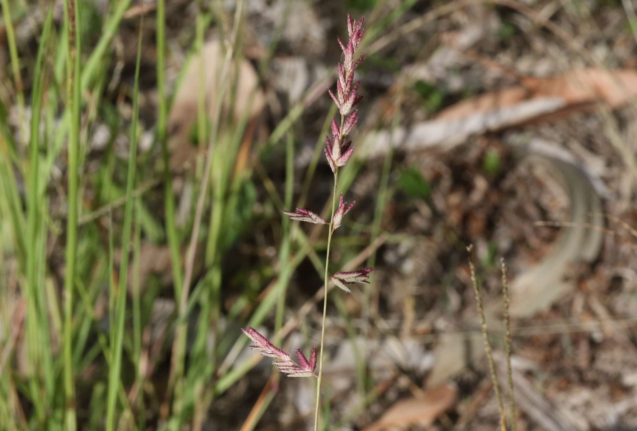 Image of Eragrostis spartinoides Steud.