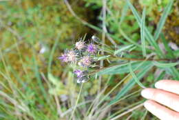 Sivun <i>Saussurea <i>angustifolia</i></i> var. angustifolia kuva